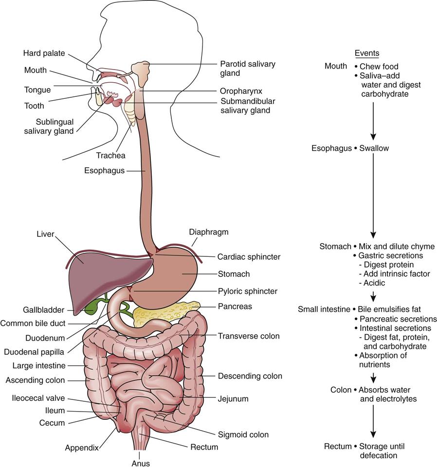Digestive System Disorders | Basicmedical Key