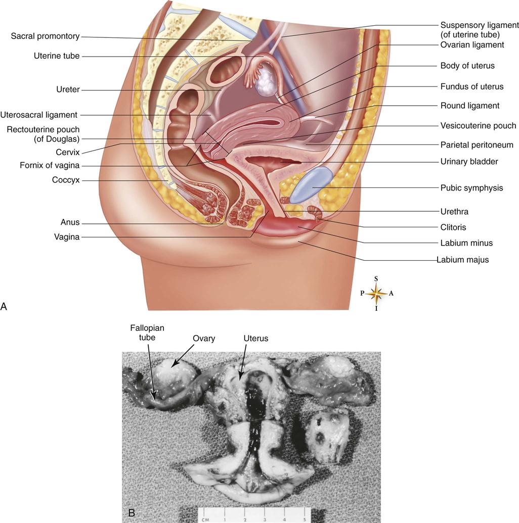 Женская половая/система анатомия