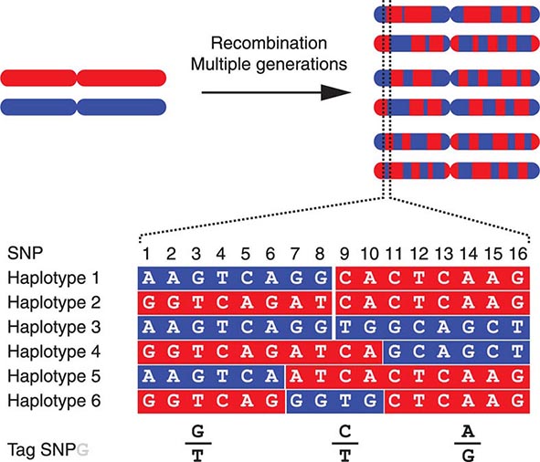 Principles of Human Genetics | Basicmedical Key