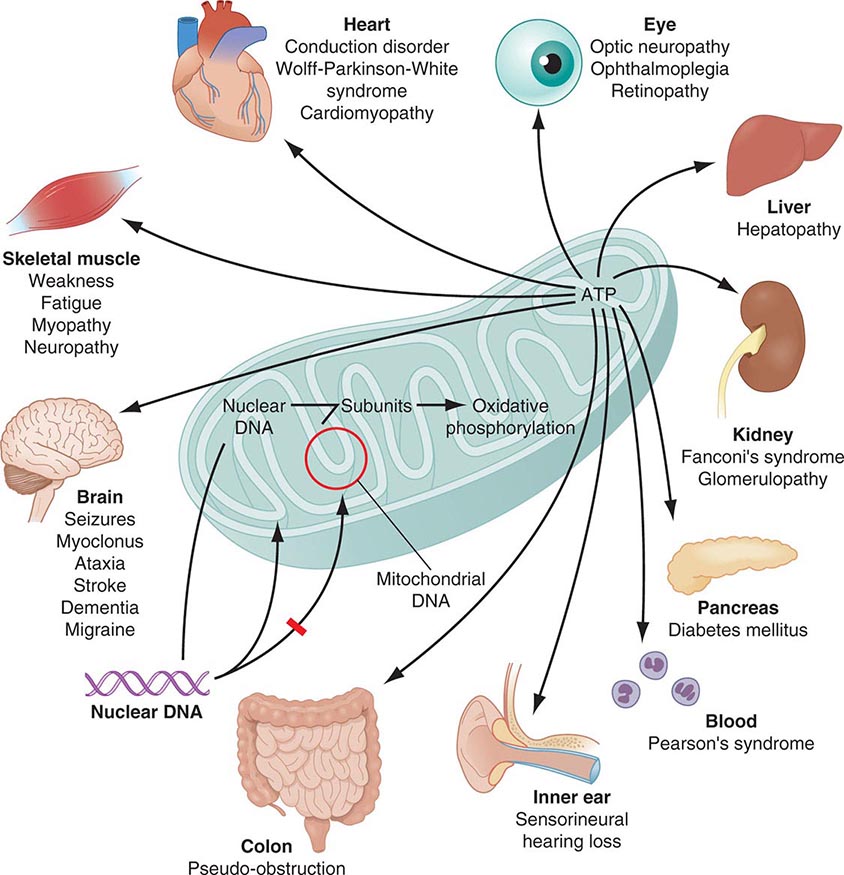 Mitochondrial Dna And Heritable Traits And Diseases Basicmedical Key