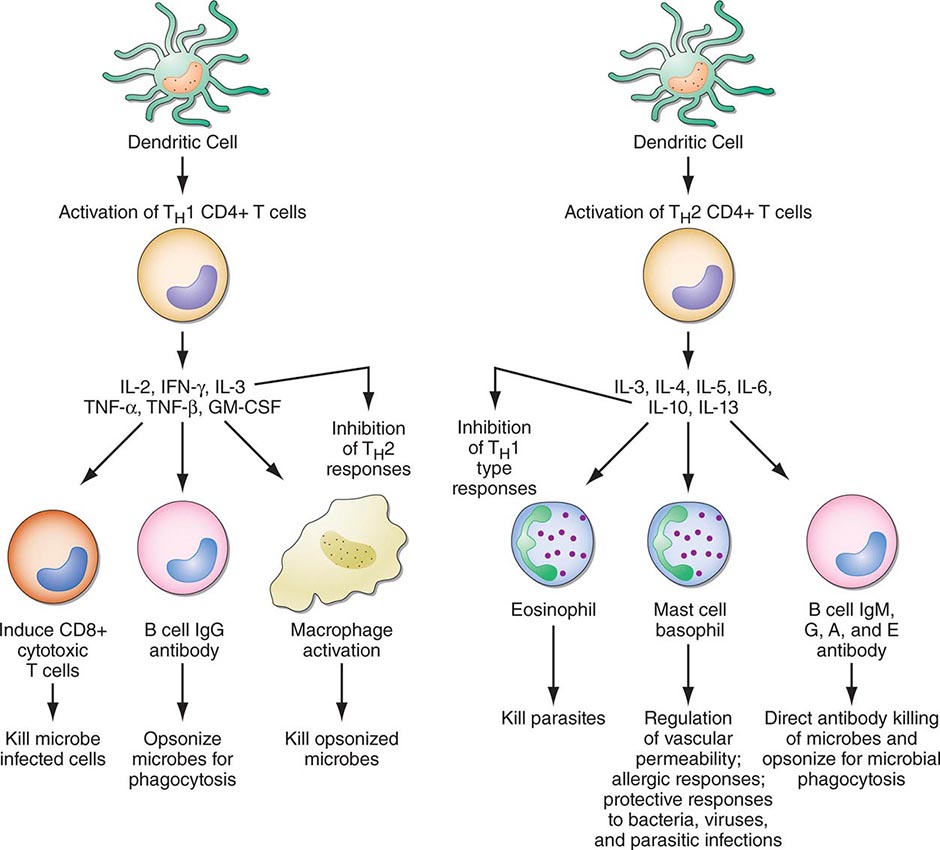 Primary Immune Deficiency Diseases | Basicmedical Key