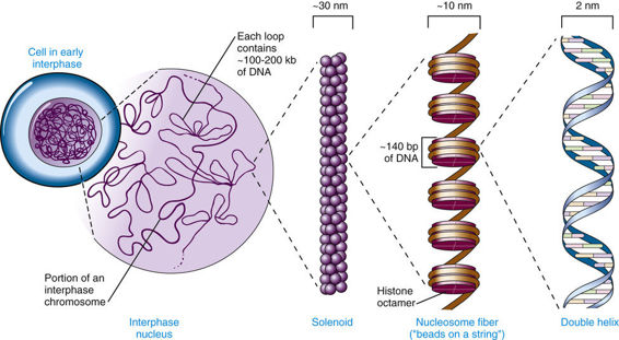 Human Genome and the Chromosomal Basis of Heredity ...