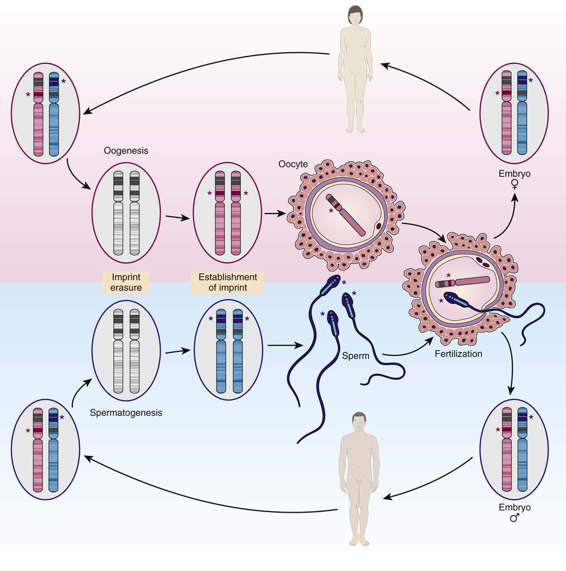 genomic imprinting mechanism