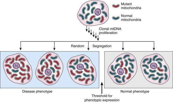 Inheritance Of Disorders Caused By Mutations In The Mitochondrial Genome Basicmedical Key