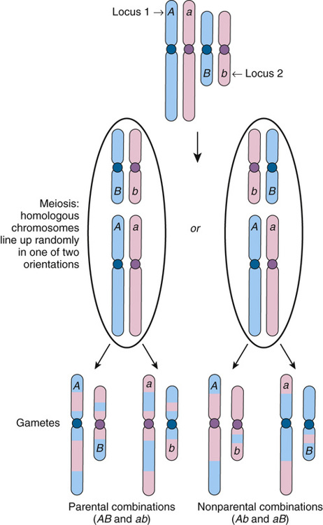 Homologous Chromosomes Alleles