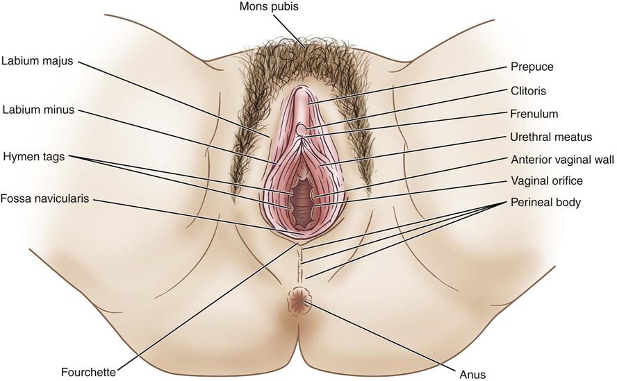 doing-sex-free-female-vulva-diagrams-wemen