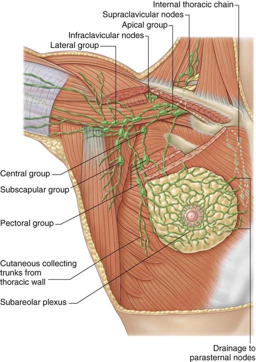 Anatomy of the Breast, Axilla, and Chest Wall