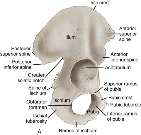 the coxal bones unite anteriorly at a joint called the