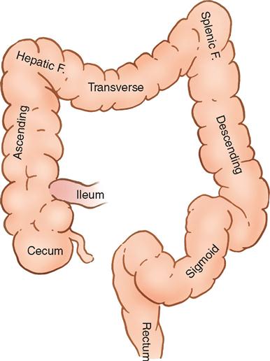 2. Gastrointestinal Surgery | Basicmedical Key