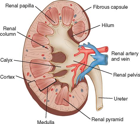 6. Genitourinary Surgery | Basicmedical Key