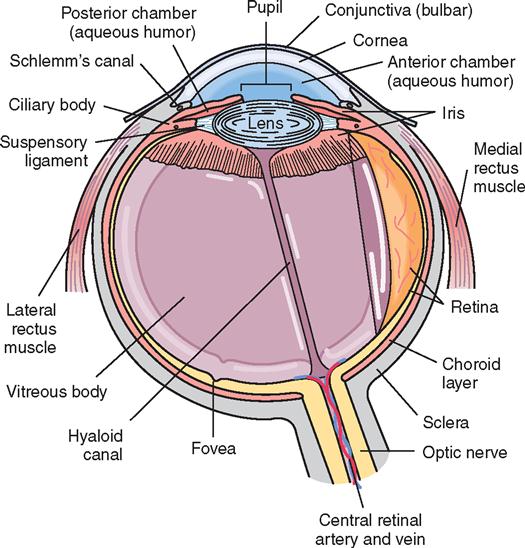 9. Ophthalmic Surgery | Basicmedical Key