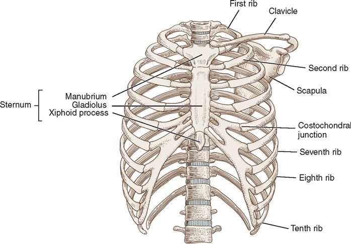 Левое и правое ребро. 7 8 9 Ребро у человека. 9 10 11 Ребра человека. Ребра человека 9 ребро.
