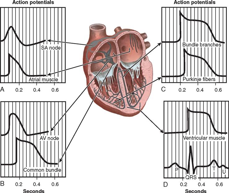 16. Cardiac Surgery | Basicmedical Key