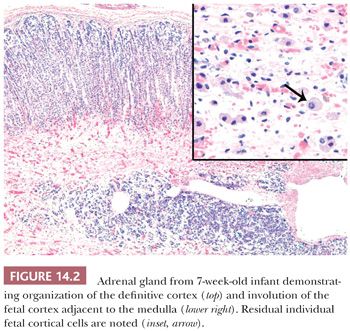 extra adrenal effect of the adrenal cortex