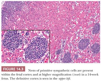 chromaffin cells histology