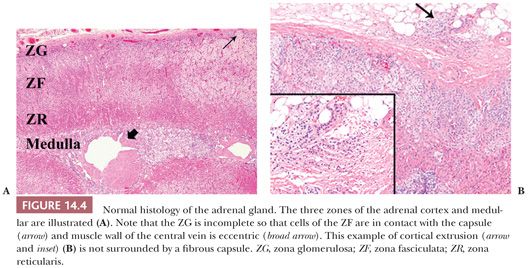 adrenal histology