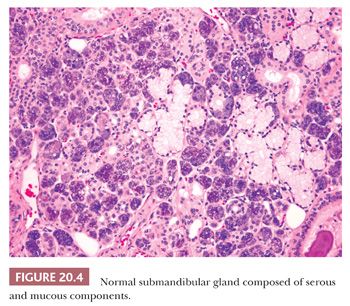 Salivary Glands | Basicmedical Key