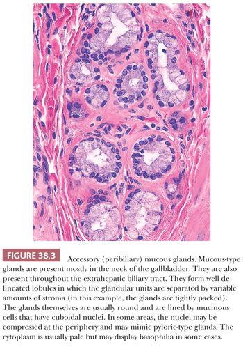 gallbladder histology labeled