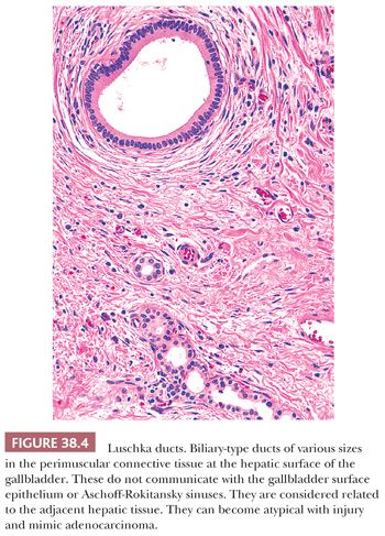 common bile duct histology