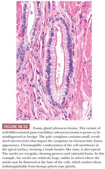 common bile duct histology