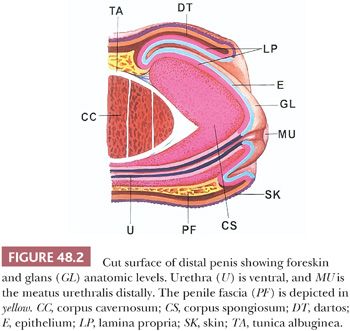 Foreskin, anatomy