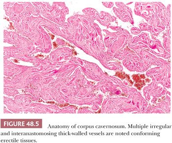 corpus spongiosum histology