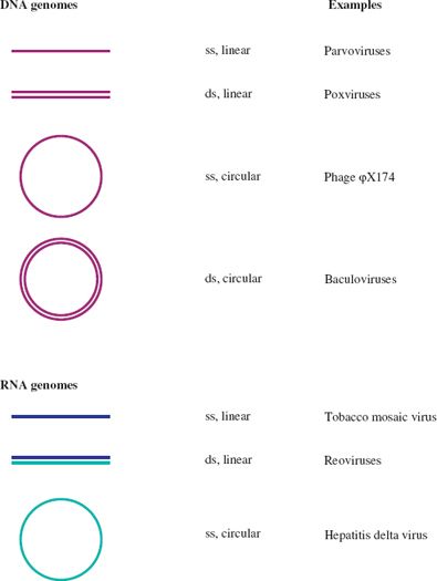 Virus Structure Basicmedical Key