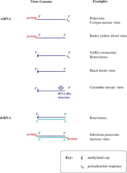 Which type of viruses generally has the smallest genome