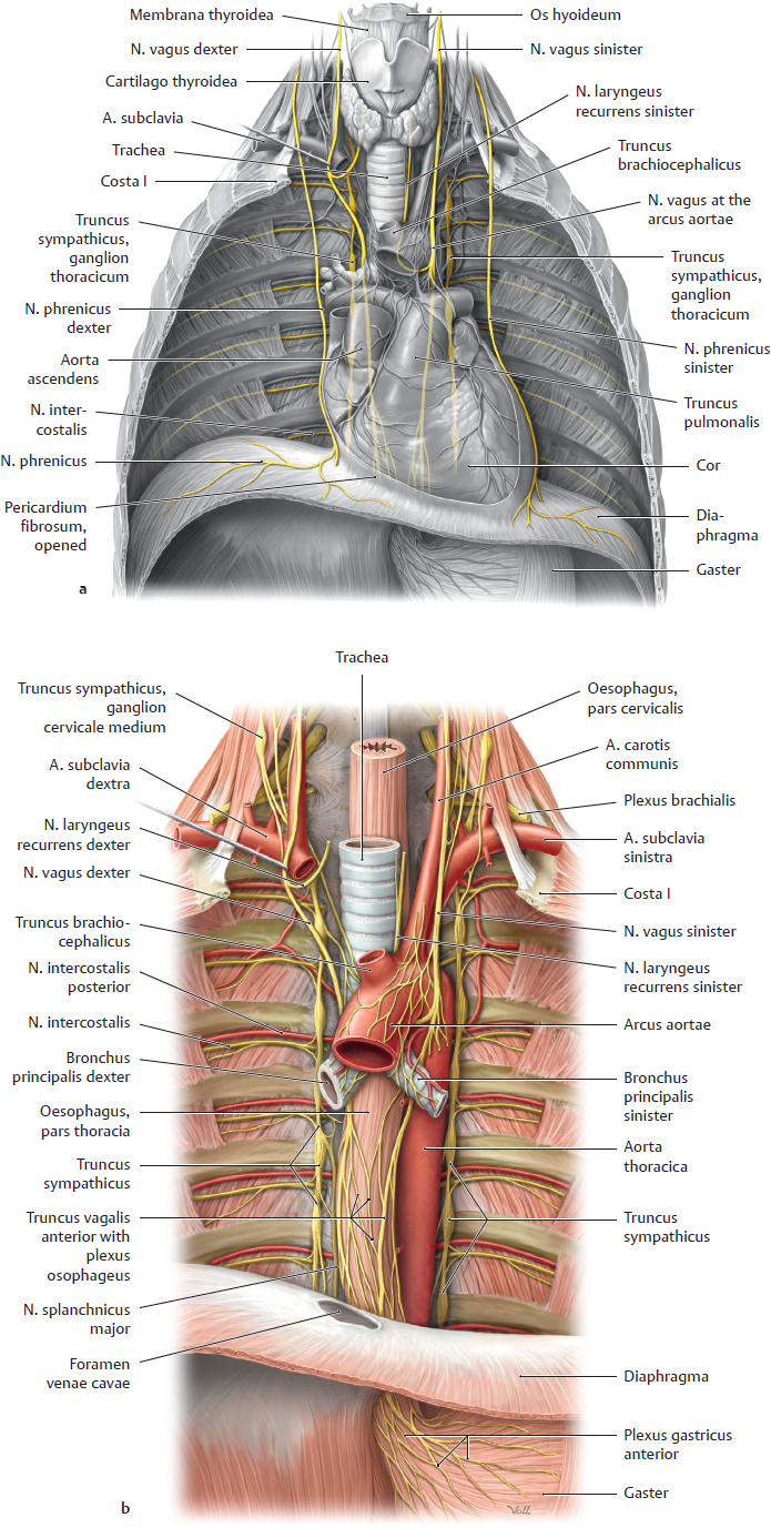 Overview Of Neurovascular Structures | Basicmedical Key