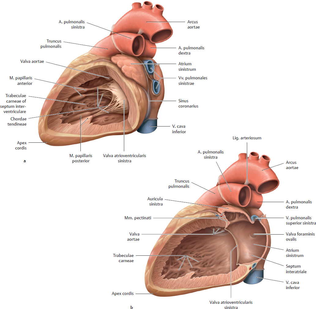 Organs of the Cardiovascular System and their Neurovasculature