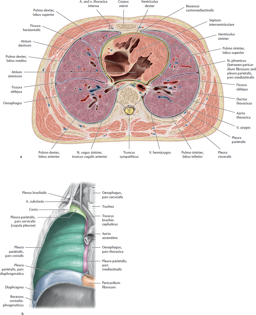 Organs Of The Respiratory System And Their Neurovasculature 