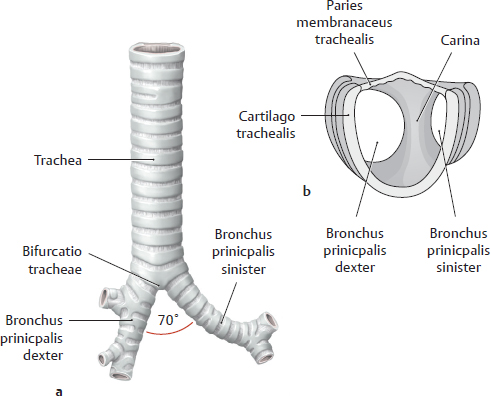 Organs Of The Respiratory System And Their Neurovasculature Organs Of The Respiratory System And Their Neurovasculature