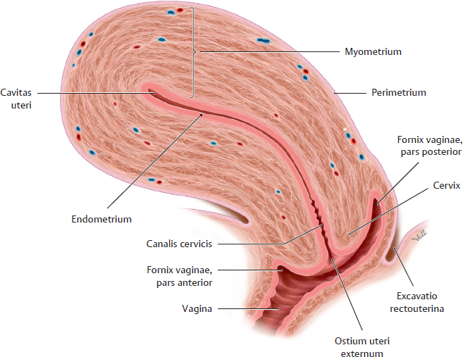 Ostium Uterus