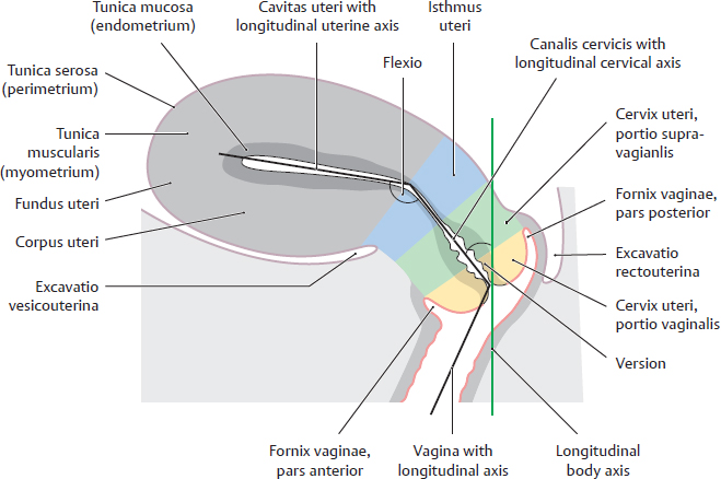 Fornix Of Cervix