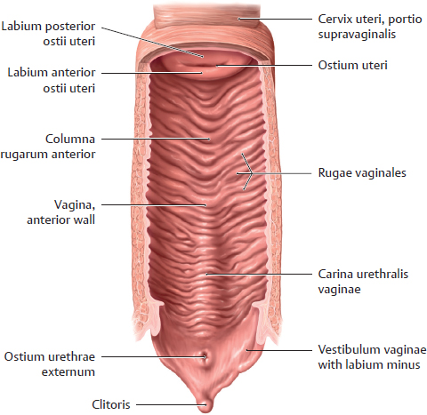 Organs Of The Genital System And Their Neurovasculature Basicmedical Key   9781626231689 F0543 