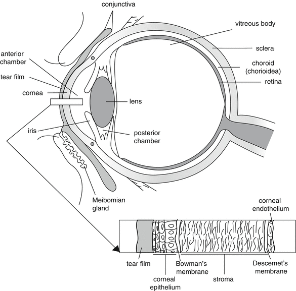 A315000_1_En_10_Fig1_HTML.gif