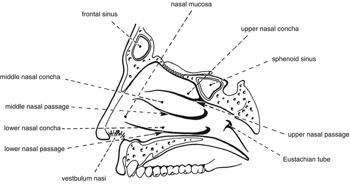 Nose | Basicmedical Key