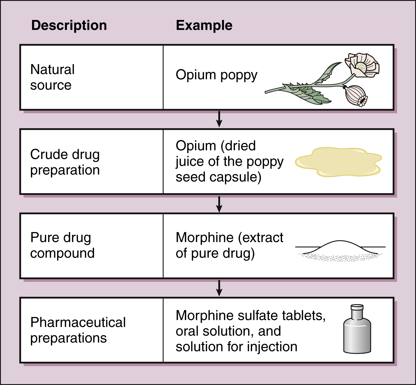 Introduction To Pharmacology Basicmedical Key