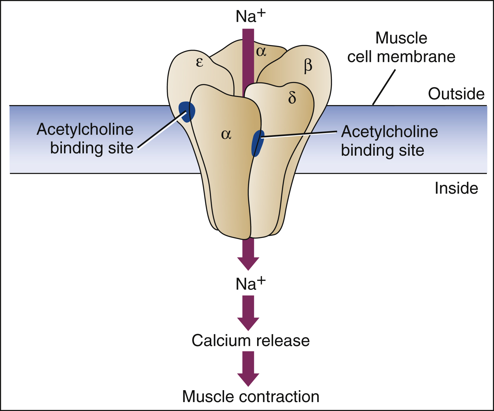 Acetylcholine Receptor Structure Acetylcholine Receptor Structure