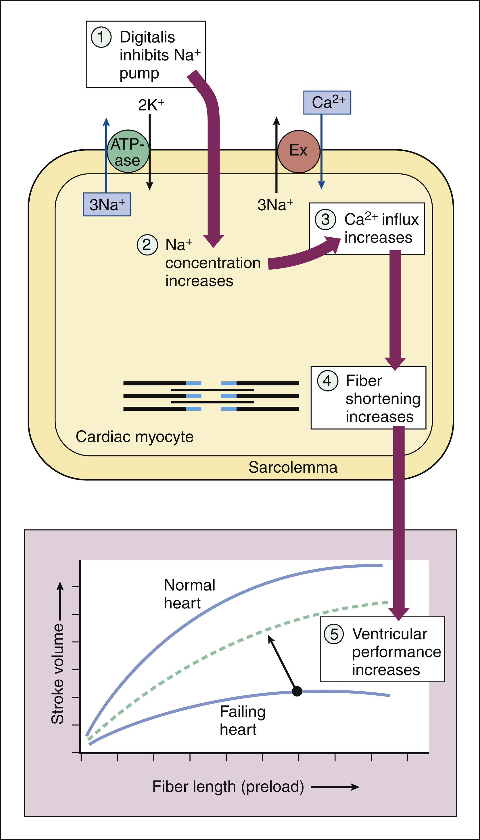 Drugs For Heart Failure Basicmedical Key