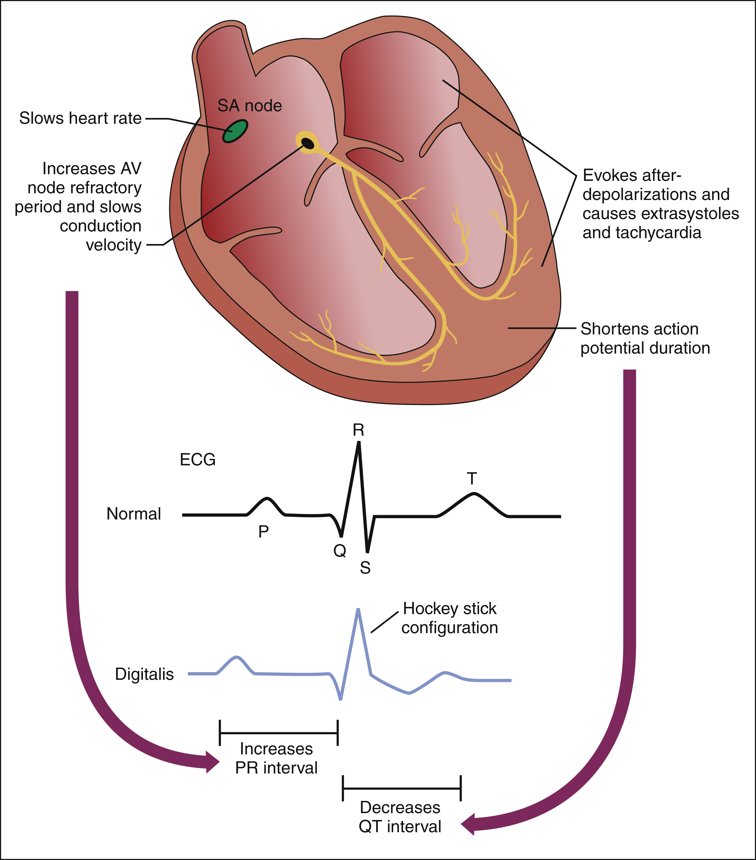 how does digoxin reduce heart rate