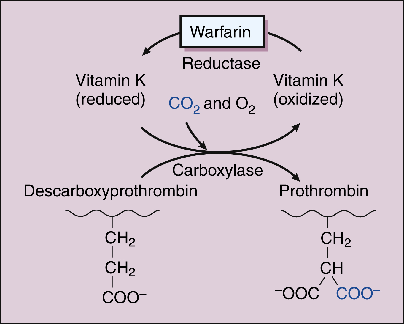 vitamin k antidote for warfarin onset
