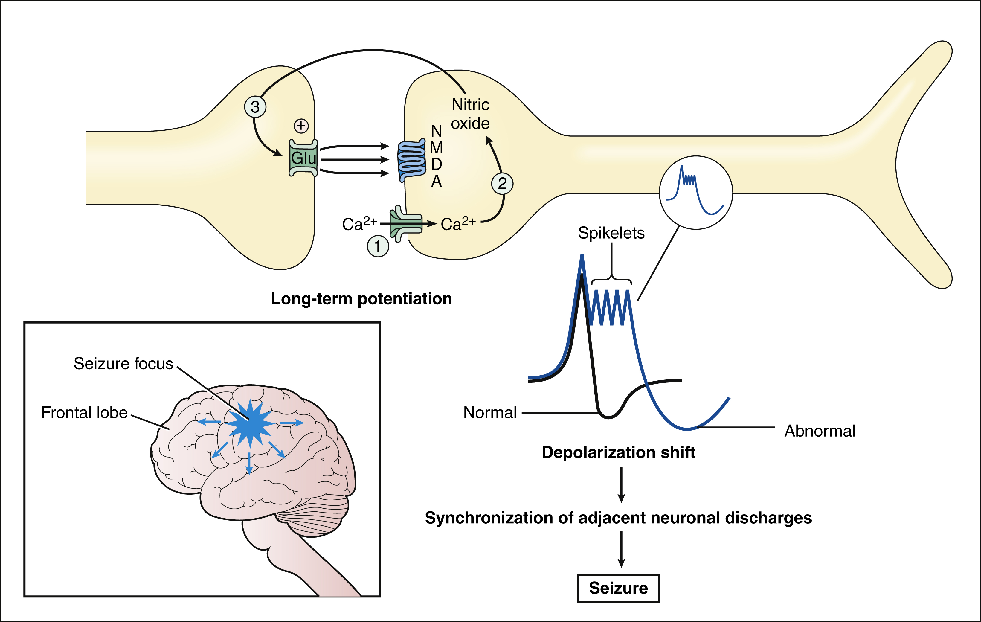 antiepileptic-drugs-basicmedical-key