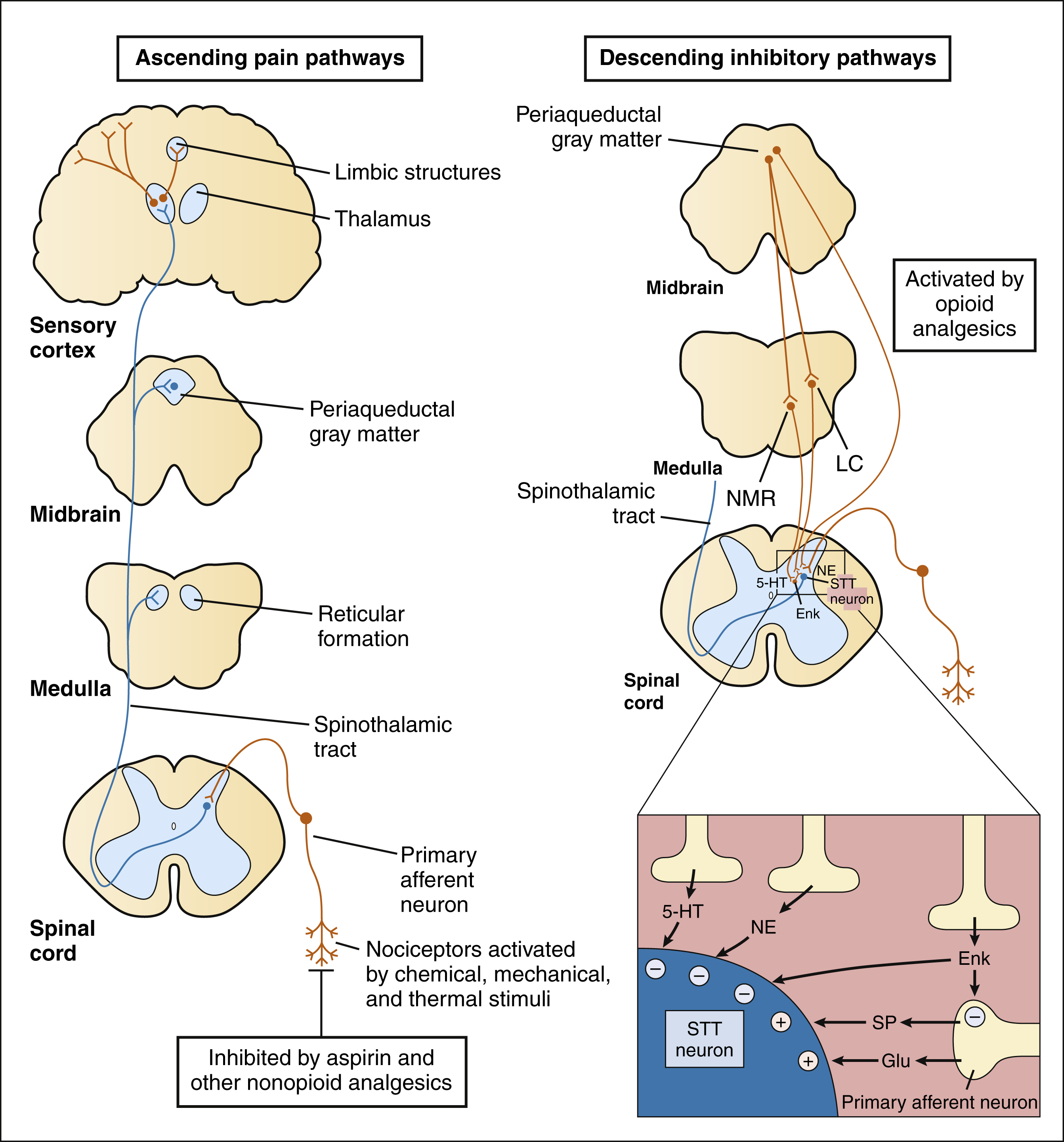 Opioid Analgesics And Antagonists Basicmedical Key