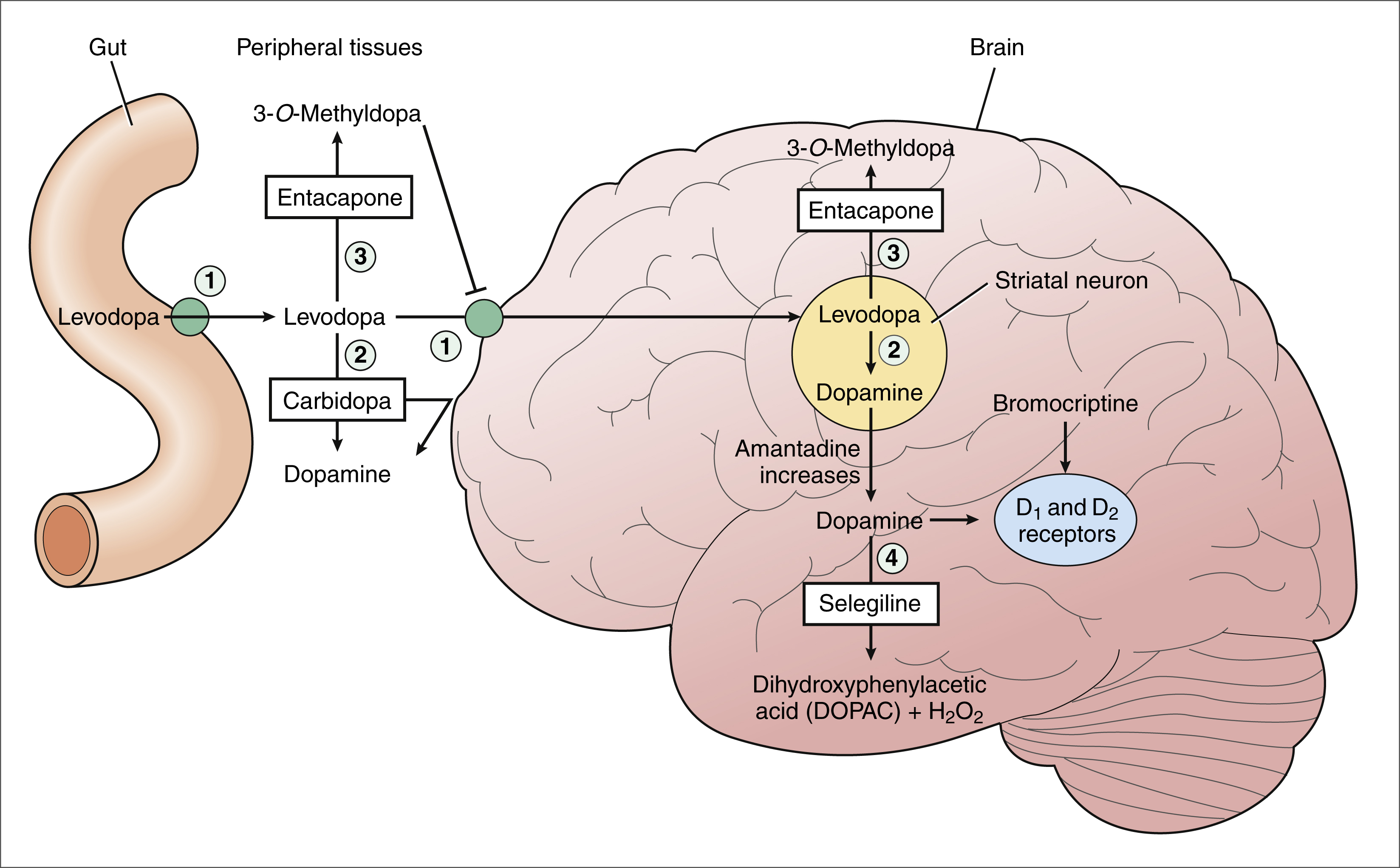 Dopamine Synthesis Parkinsons