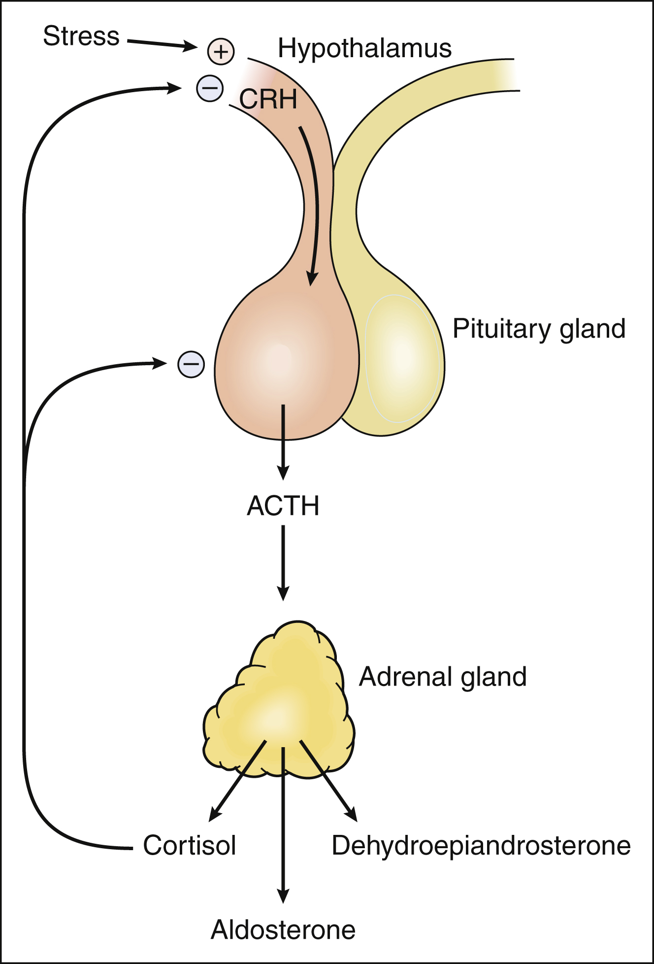 under stress the adrenal glands release the hormone