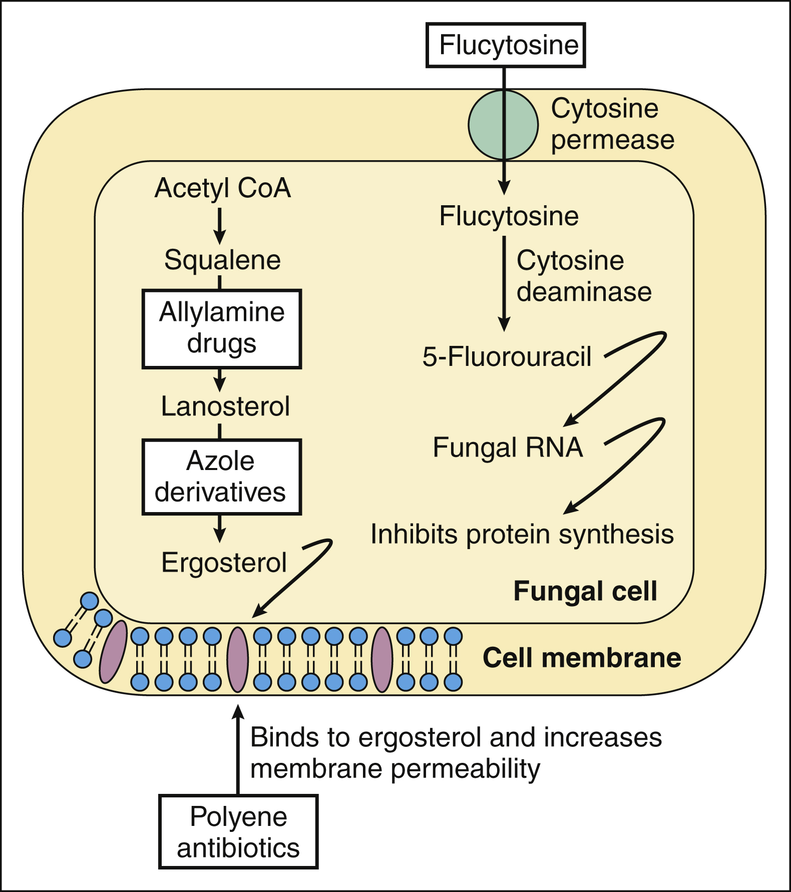 Antifungal Mechanism Journal at Jose Scott blog