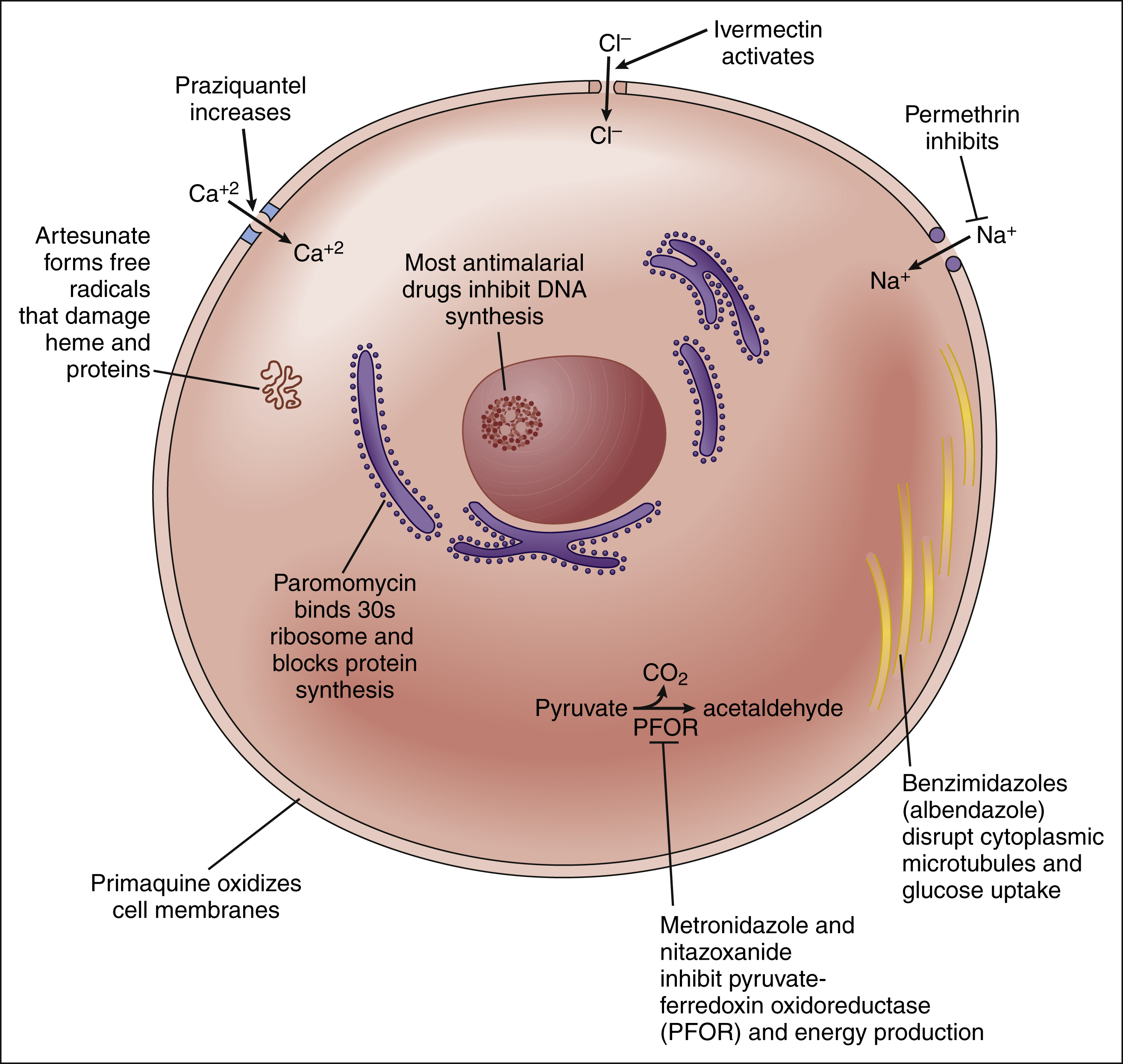 Antiparasitic Drugs | Basicmedical Key