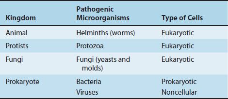 is protozoa a bacteria or virus