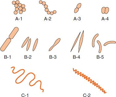 three shapes of bacteria